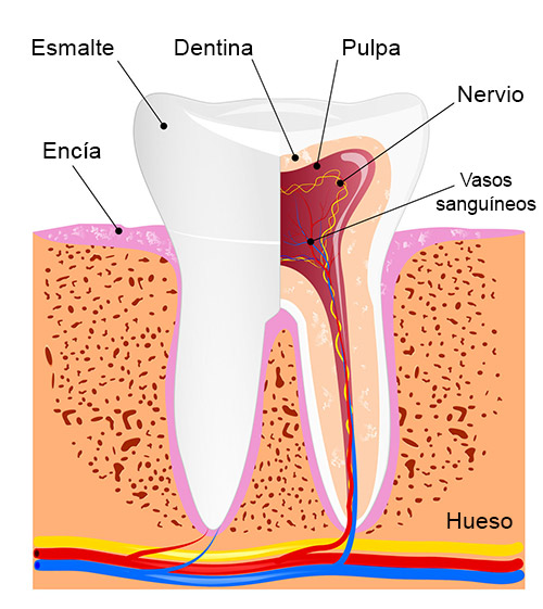 partes do dente